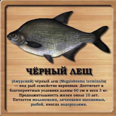 Рыбалка на черного амурского леща: особенности и советы